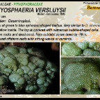 Dictyosphaeria versluysii - Pithophoraceae