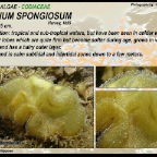 Codium spongiosum - Codiaceae