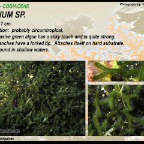 Codium sp. - Codiaceae