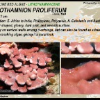 Lithothamnion proliferum - Lithothamniaceae