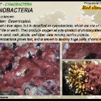 Cyanobacteria - Red slime algae