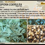 Heliopora coerulea - Blue  coral