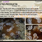 Triactis producta - Alciidae