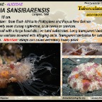 Alicia  sansibarensis - Aliciidae