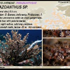 Parazoanthus sp... - Parazoanthidae