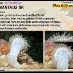 Phymanthus sp.- Phymanthidae