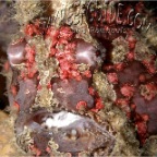 1_mrg_antennarius maculatus_warty frogfish