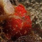 1_mrg_antennarius striatus_hairy frogfish