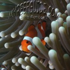 anemonefish_amphiprion ocellaris