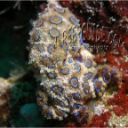 1_mrg_hippocampus bargibanti_pygmy seahorse_3
