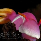 pink nudibranch_hypselodoris apolegma