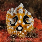 1_mrg_sepia latimanus_cuttlefish_2