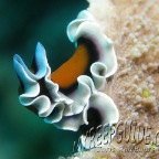 1_mrg_trapezia-tigrina_coral crab