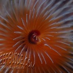 marine worm_spirobranchus sp