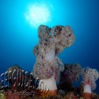 2_mrg_sepia latimanus_cuttlefish