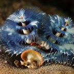 marine worm_spirobranchus giganteus