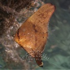 juvenile_batfish_Platax orbicularis