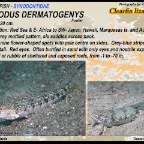 Synodus dermatogenys -Clearfin lizardfish