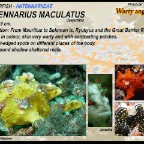 Antennarius maculatus - Warty anglerfish