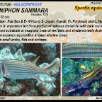 Neoniphon Sammara - Spotfin  squirrelfish