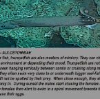 Trumpetfish info