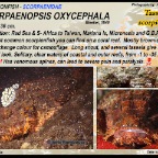 Scorpaenopsis-oxycephala - Tassled scorpionfish