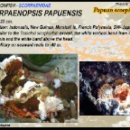 Scorpaenopsis papuensis - Papuan scorpionfish