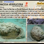 Synanceia verrucosa - Reef stonefish