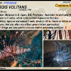 Pterois volitans - Common lionfish