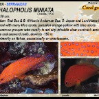 Cephalopholis miniata - Coral grouper