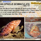 Cephalopholis miniata - Coral grouper