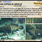 Cephalopholis cyanostigma - Blue spotted grouper