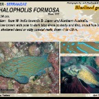 Cephalopholis polleni - Harlequin  grouper