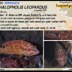 Cephalopholis urodeta - Flagtail grouper