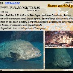Epinephelus ongus - Specklefin grouper