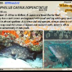 Epinephelus fasciatus - Blacktip grouper