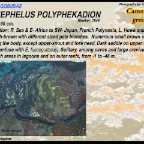 Epinephelus bontoides - Palemargin grouper
