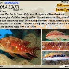 Variola louti -  Yellow-edged lyretail grouper