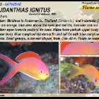 Pseudanthias ignitus - Flame anthias