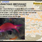 Pseudanthias smithvanzi - Princess anthias