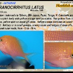 Serracirrhitus latus - Hawkfish anthias