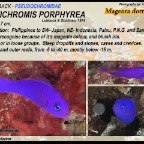 Pseudochromis porphyreus - Magenta dottyback