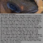 Cardinalfish info.