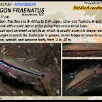 Apogon fraenatus - Bridled cardinalfish