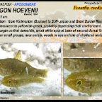 Apogon hoevenii - Frostfin cardinalfish