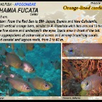 Archamia fucata - Orange-lined cardinalfish