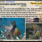 Sphaeramia nematoptera - Pajama cardinalfish
