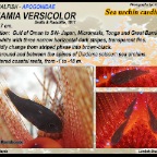 Siphamia versicolor - Sea-urchin cardinalfish