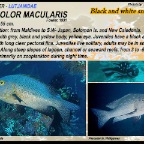 Macolor macularis - Black & white snapper