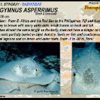 Urogymnus asperrimus - Porcupine